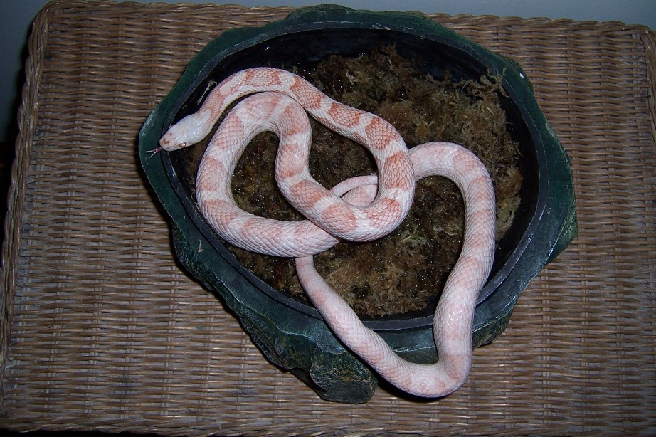 Albino Black rat 2004
