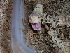 Cal mouth