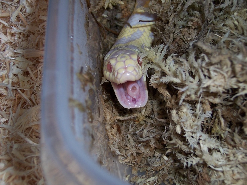 Cal mouth