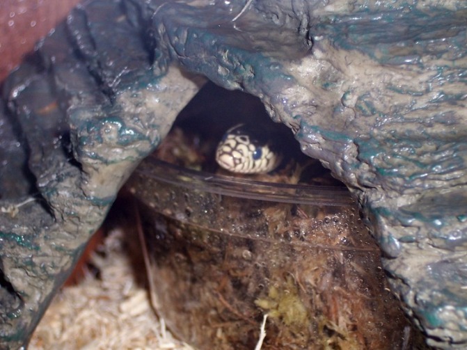 banded soak