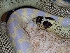 Cal king head bite