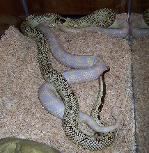 copulation hold