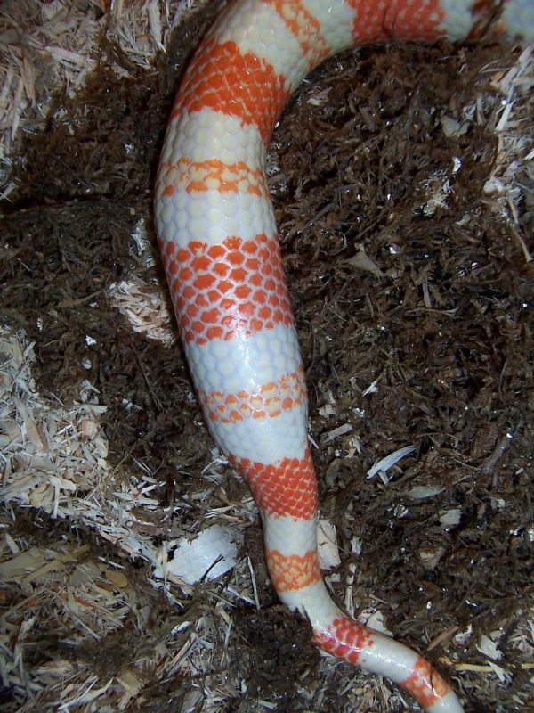 tangerine egg bound