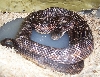 rusty rat
