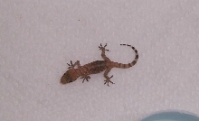 lizard