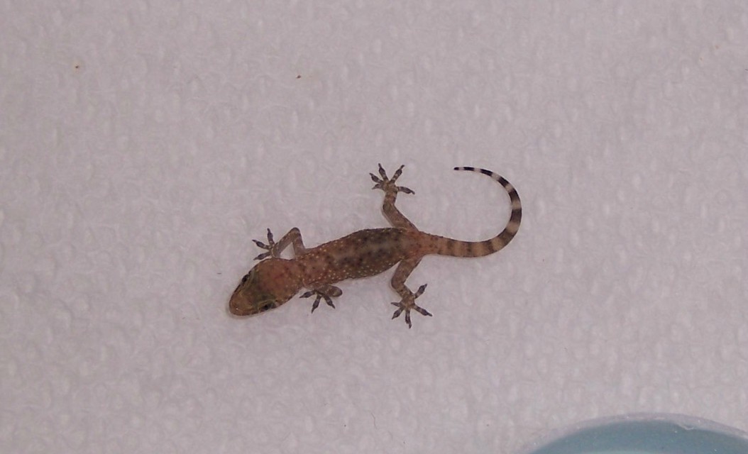 lizard