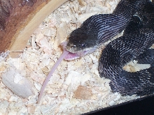 black rat with mouse paws
