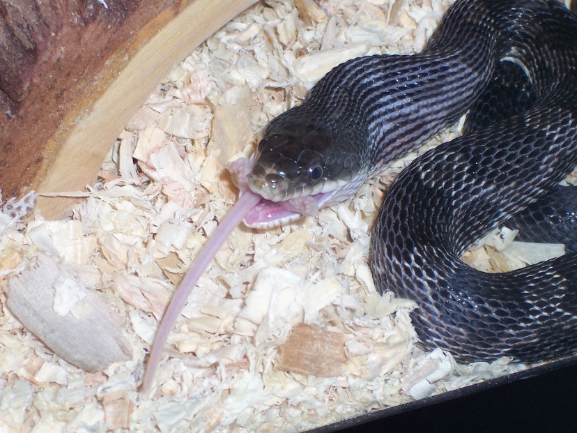 black rat with mouse paws