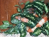tangerine tree