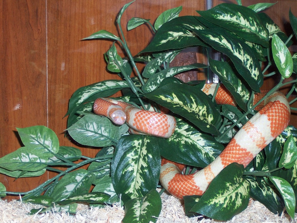 tangerine tree