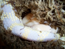 egg laying  California King