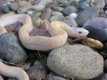 1.0 snow bull (amel white-sided)