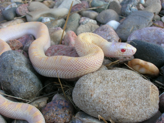 1.0 snow bull (amel white-sided)