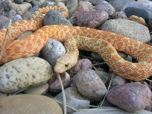 1.0 hypo het axanthic white-sided