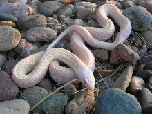 01. snow bull (amel white-sided)