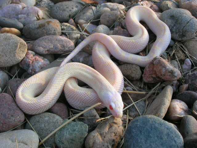 01. snow bull (amel white-sided)