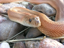 0.1 patternless (speckled) het axanthic white-sided