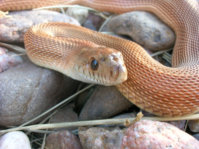 0.1 patternless (speckled) het axanthic white-sided
