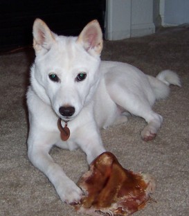 Yuki at 5 months
