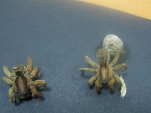 Wolf spider?