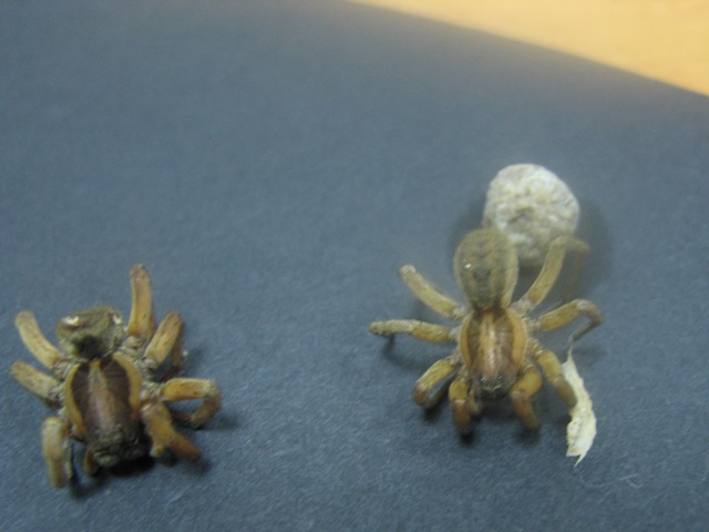 Wolf spider?