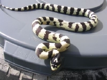 05 male