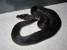 Super Black Pastel 2