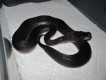 Super Black Pastel