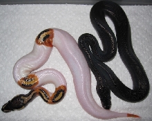 Super Black Pastel & Pied