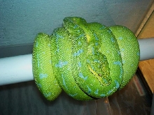 high blue gtp2