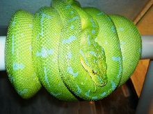 high blue gtp