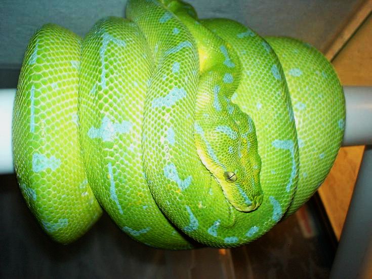high blue gtp