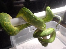 female biak