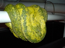 yellow gtp