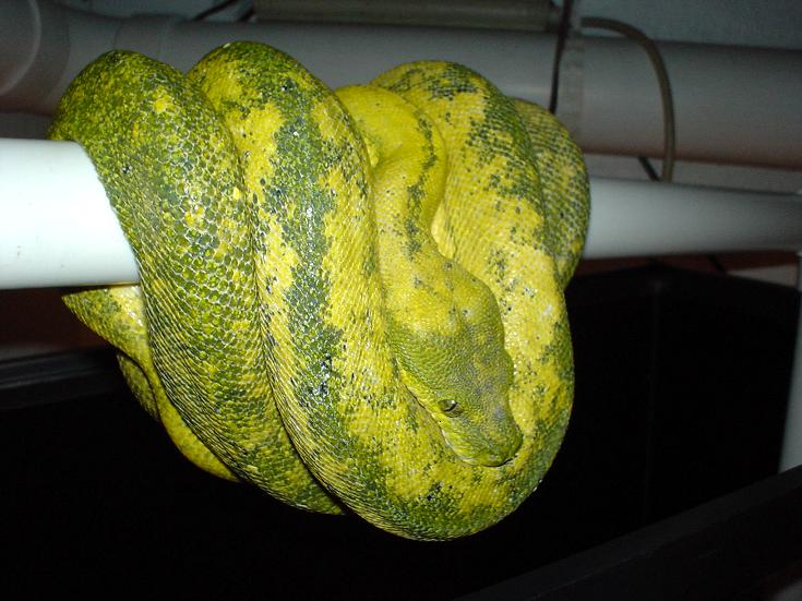 yellow gtp