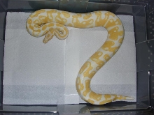 female albino ball