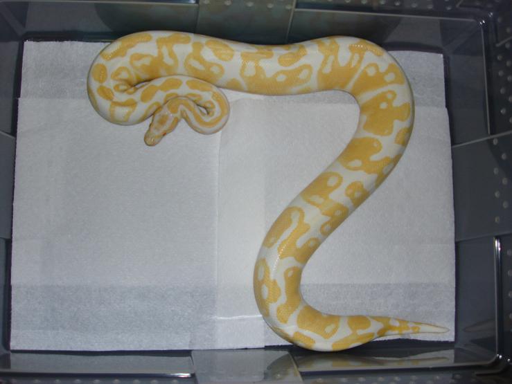 female albino ball