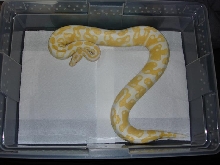 female albino ball2