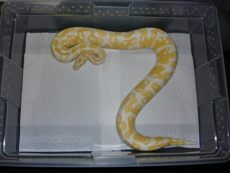 female albino ball2