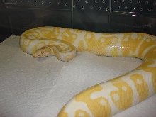 female albino ball3