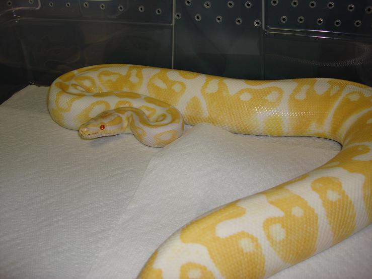 female albino ball3