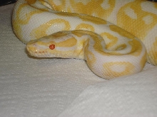 female albino ball4