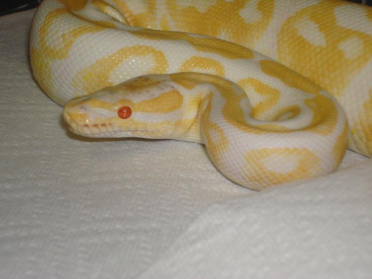 female albino ball4