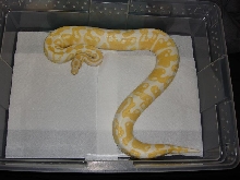 female albino ball5