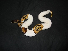 pied female