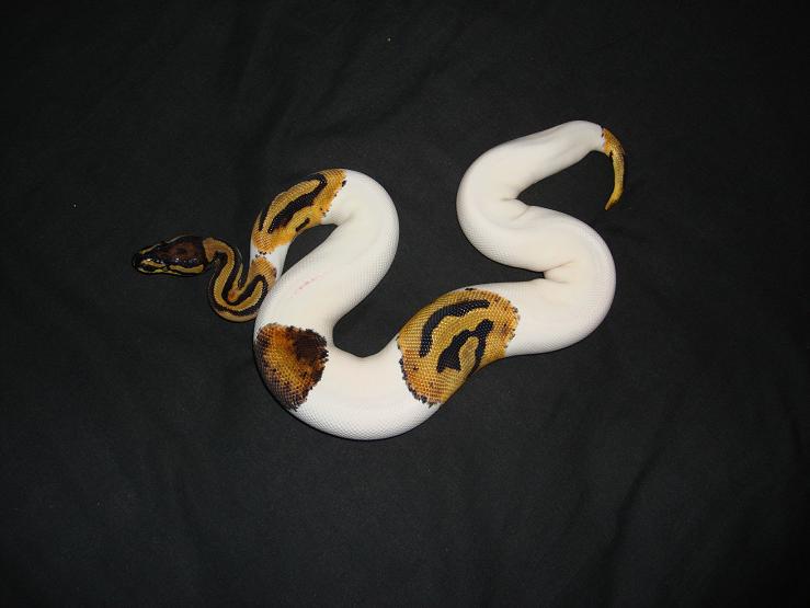 pied female