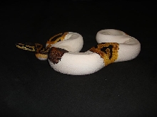 pied female 2