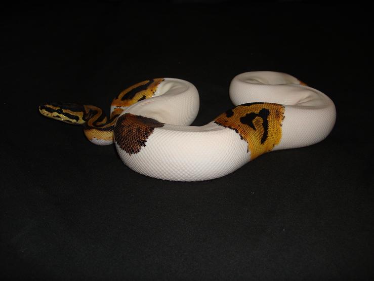 pied female 2