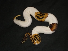pied female 3