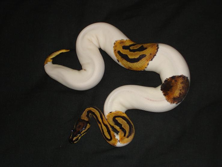 pied female 3